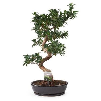 Bonsai Ağaçları kategori ikonu