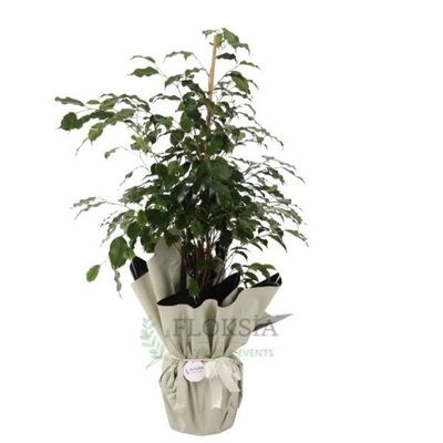 Schefflera (Şeflera) Bitkisi kategori ikonu