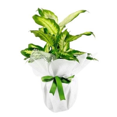 Dieffenbachia (Difenbahya) kategori ikonu