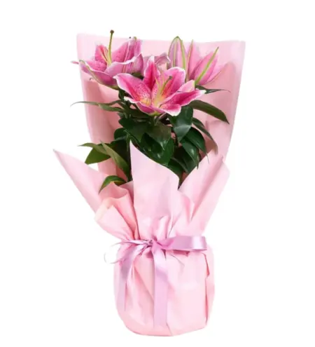 Saksıda Pembe Lilyum