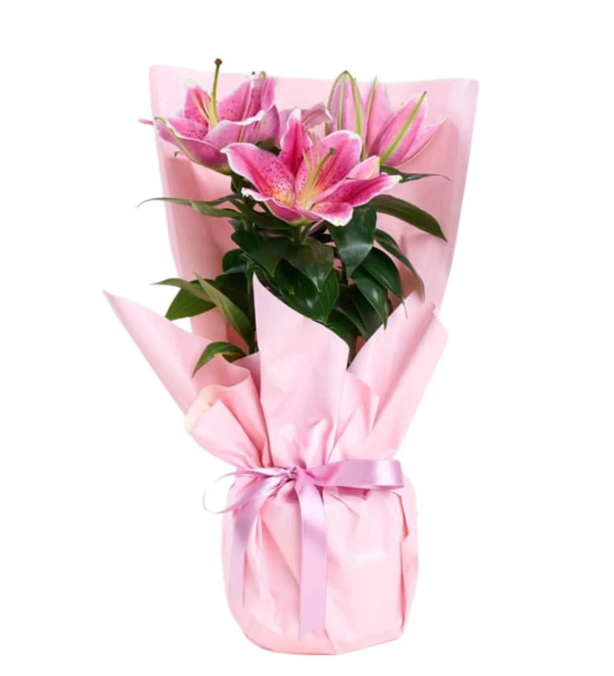 Saksıda Pembe Lilyum 