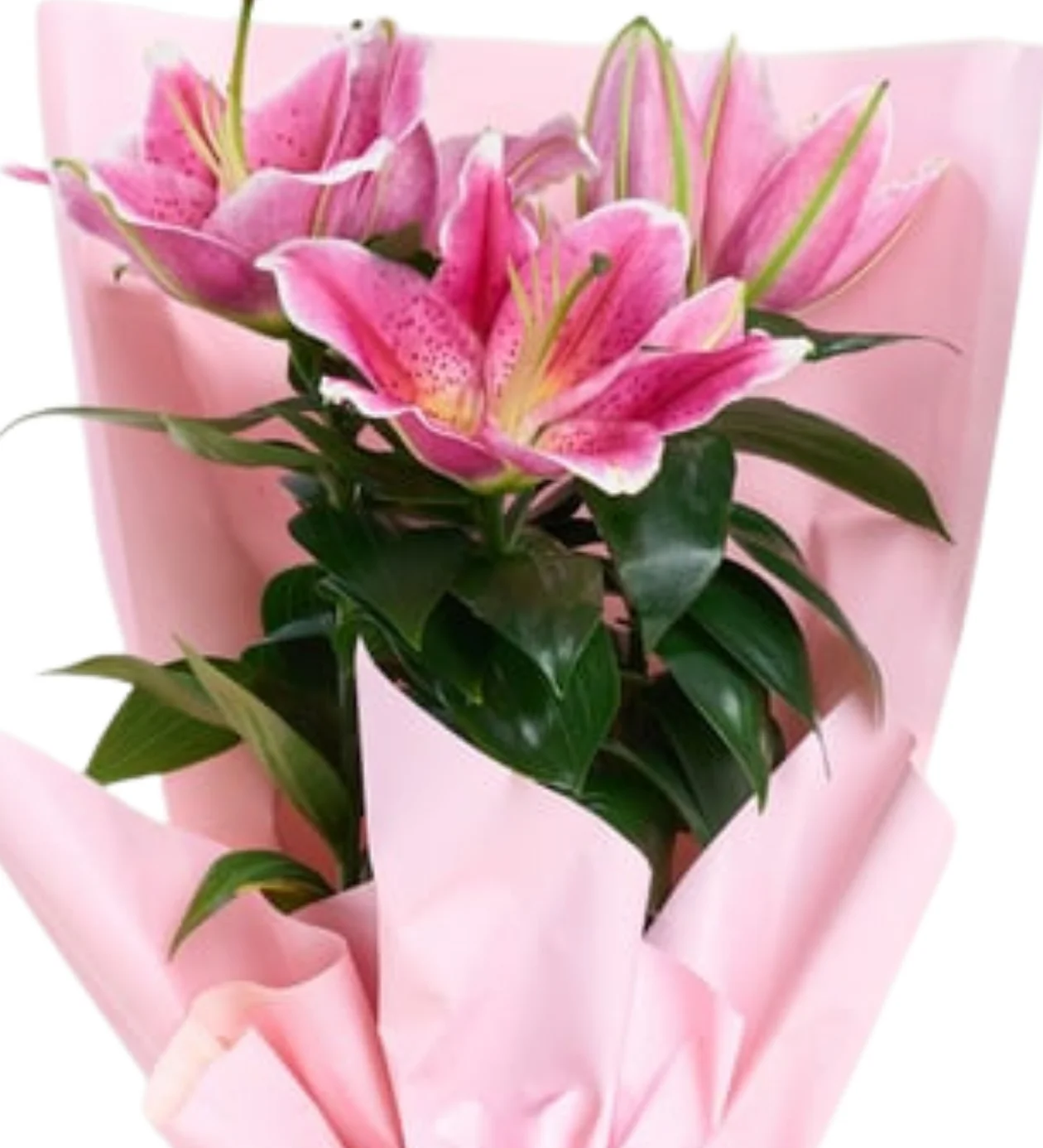 Saksıda Pembe Lilyum 