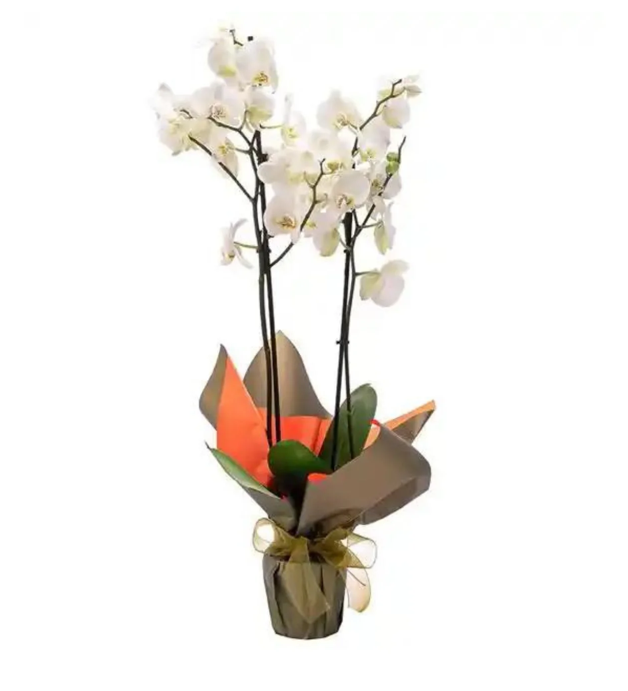 Premium Çift Dal Beyaz Orkide