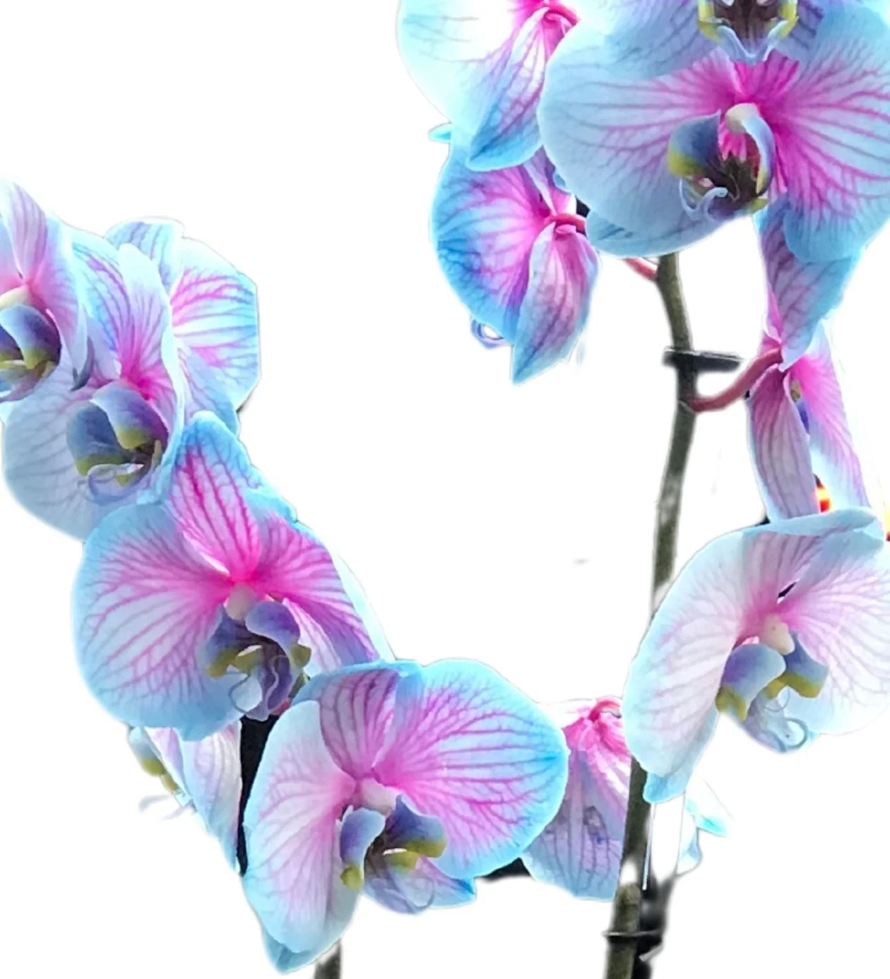 Variegated Blue Orchid (Alacalı Mavi Orkide)