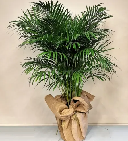 Areca Bitkisi