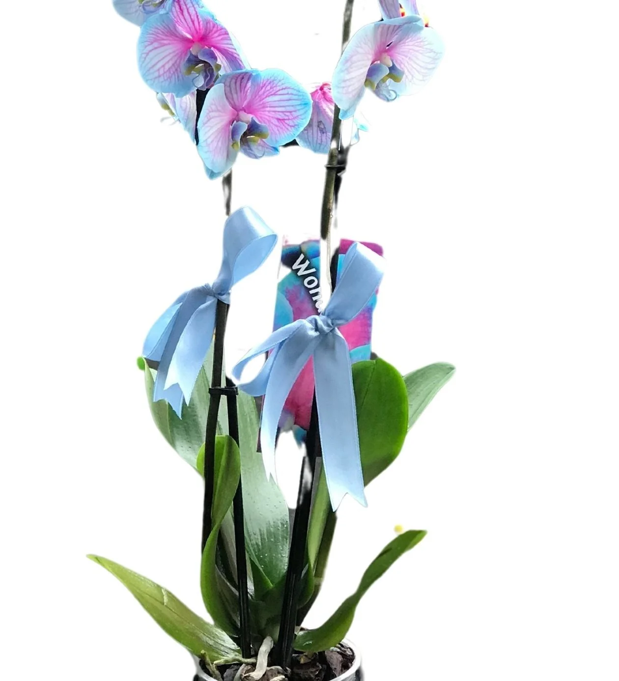 Variegated Blue Orchid (Alacalı Mavi Orkide)