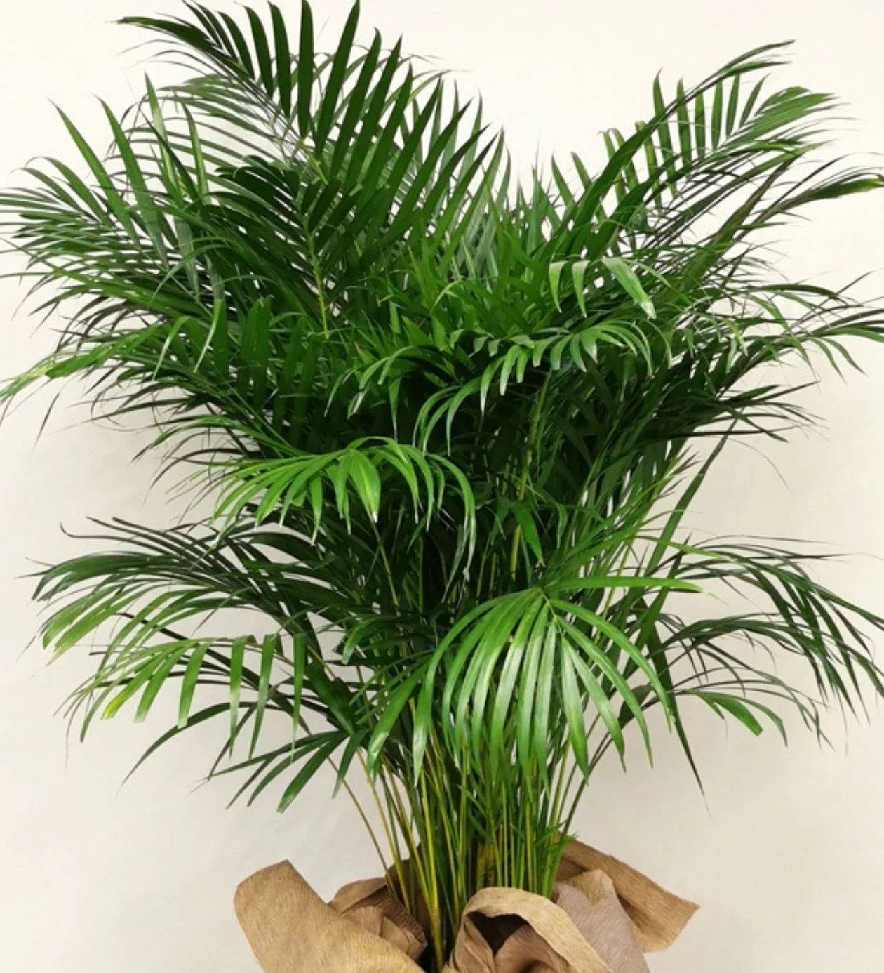 Areca Bitkisi