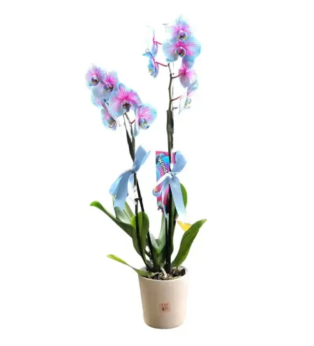 Variegated Serisi Orkide
