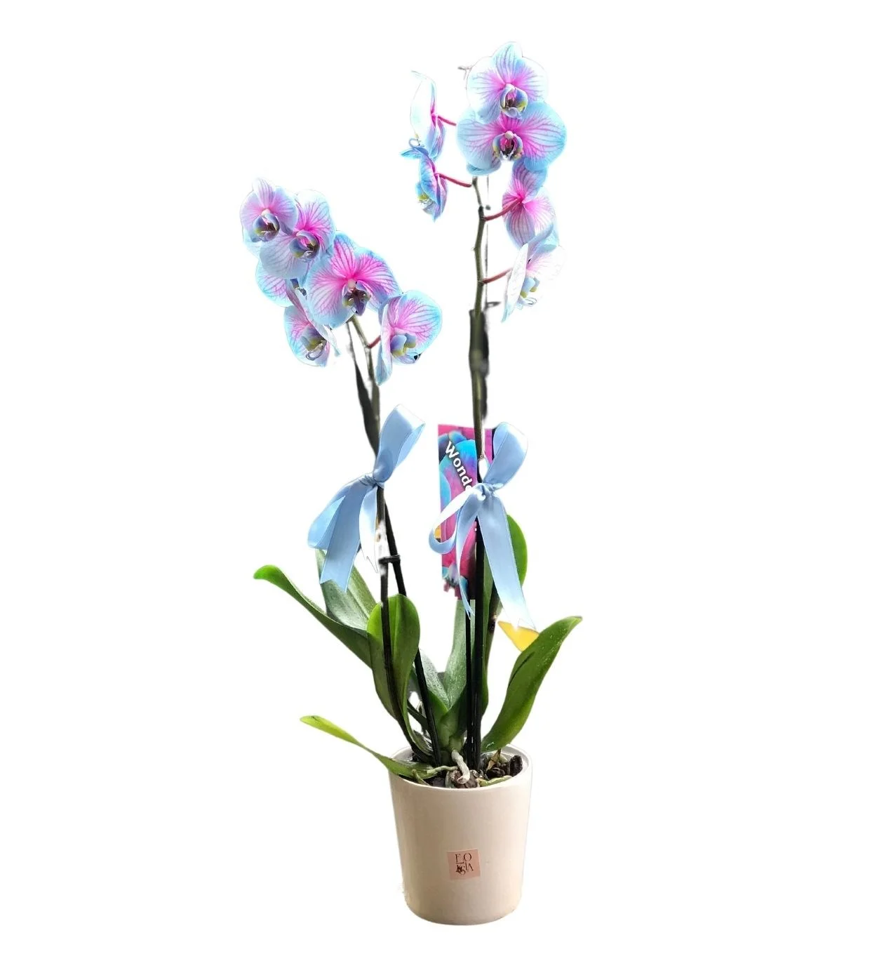 Variegated Serisi Orkide