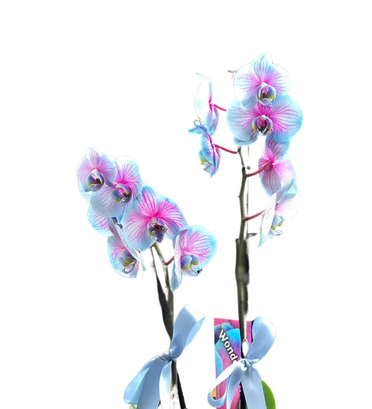 Variegated Serisi Orkide