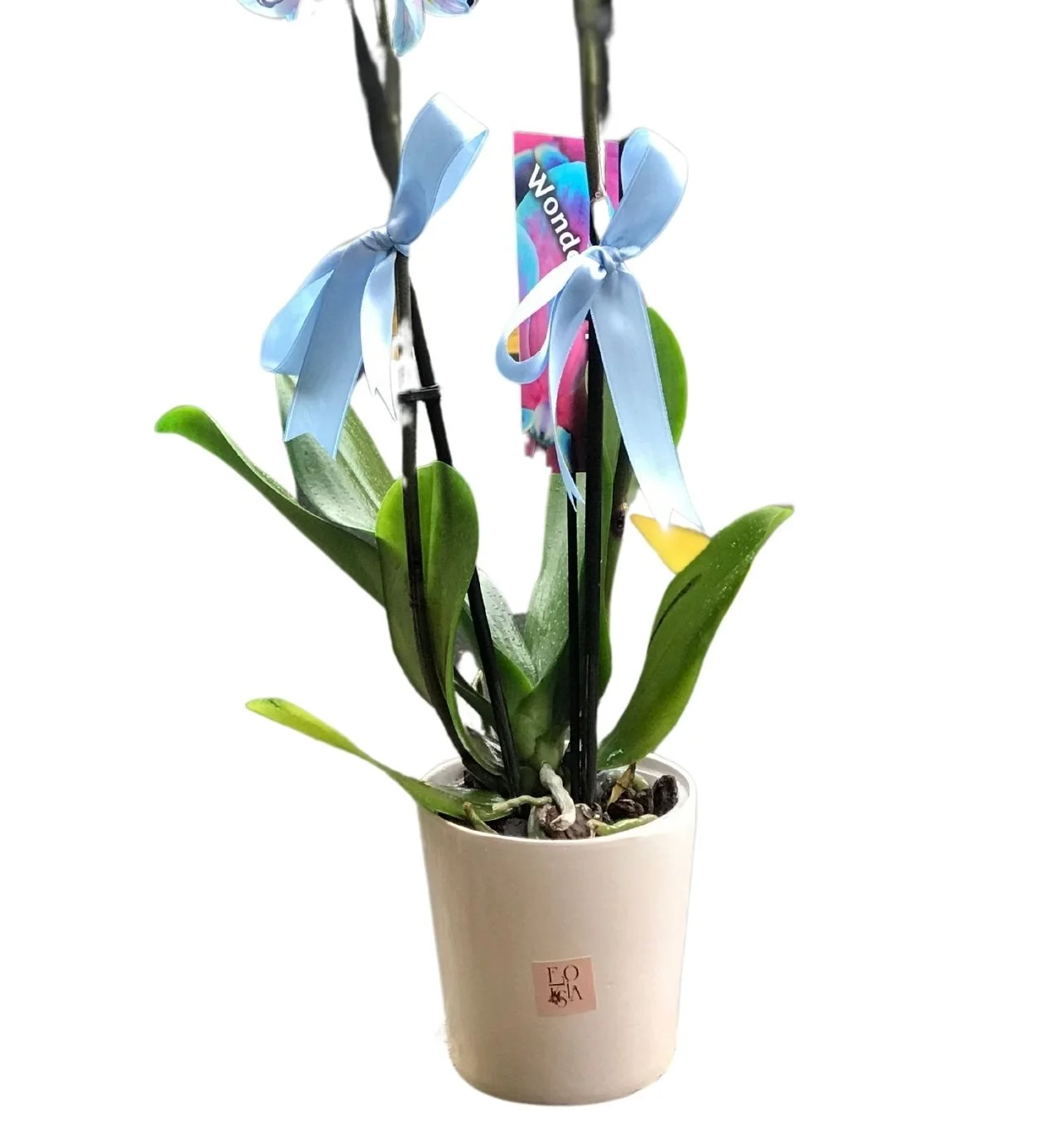 Variegated Serisi Orkide