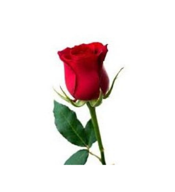 Kırmızı Gül ( Süslenmiş Tekli)