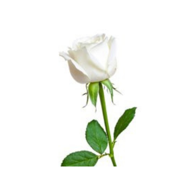 Beyaz Gül (Süslenmiş Tekli)