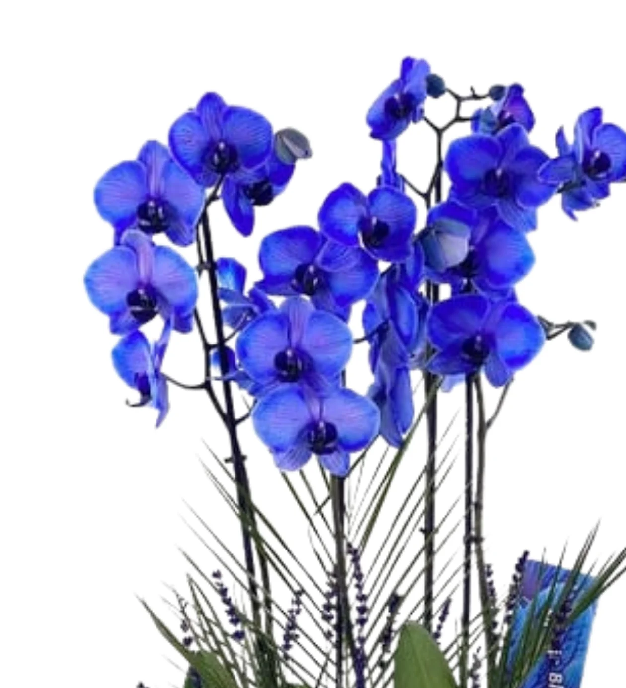 Blue Orchid Desing