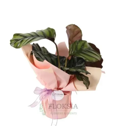 Calathea-Dua Çiçeği