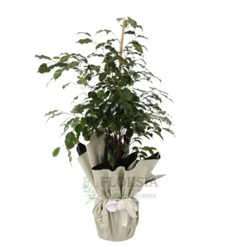 Ficus Benjamin Saksı Çiçeği - Doğal ve Zarif Bitki