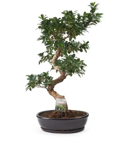 Ficus Bonsai Ağacı 120cm