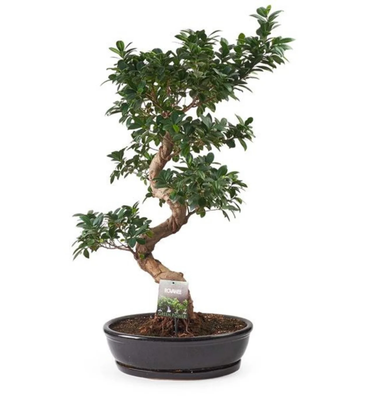  Ficus Bonsai Ağacı 120cm