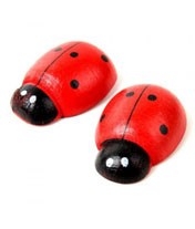 Floksia Uğur Böceği