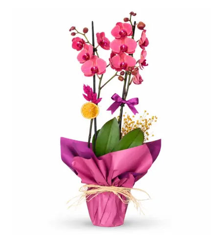 2 Dal Fire Orchid