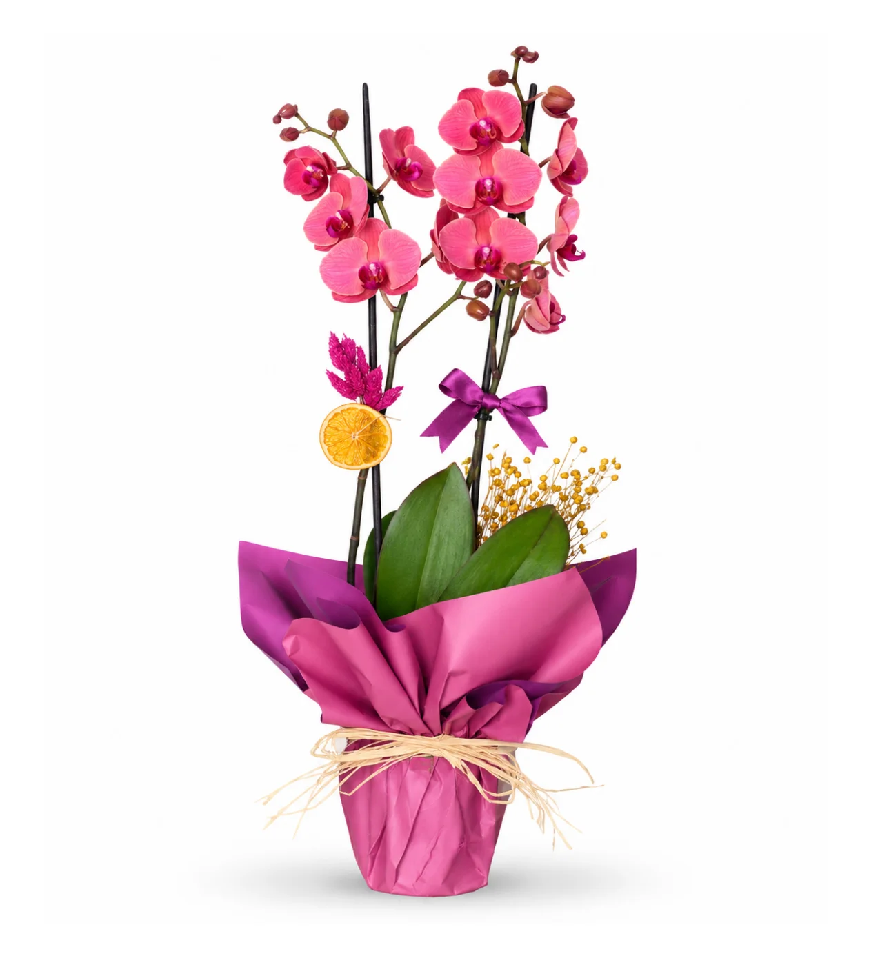 2 Dal Fire Orchid