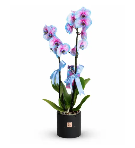 Variegated Blue Orchid (Alacalı Mavi Orkide)