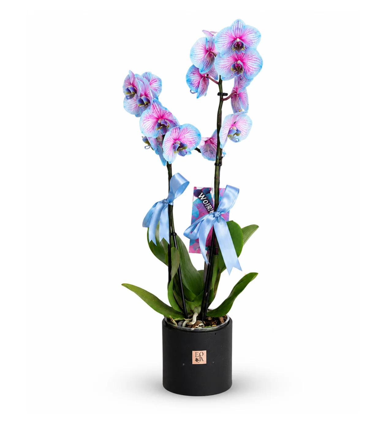 Variegated Blue Orchid (Alacalı Mavi Orkide)