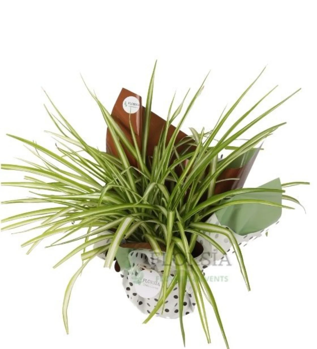 Romantik Chlorophytum Çiçeği