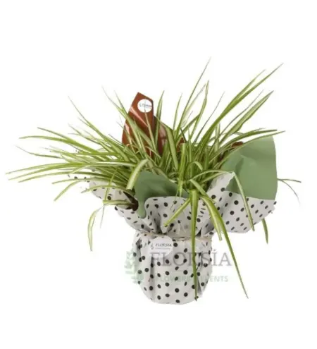 Romantik Chlorophytum Çiçeği
