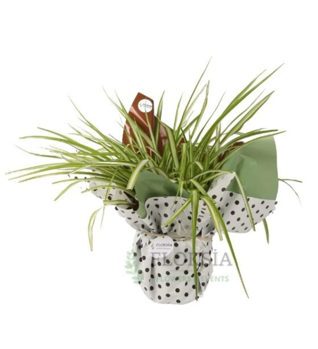 Romantik Chlorophytum Çiçeği