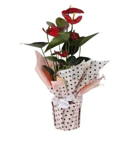 Romantik Kırmızı Aşk
