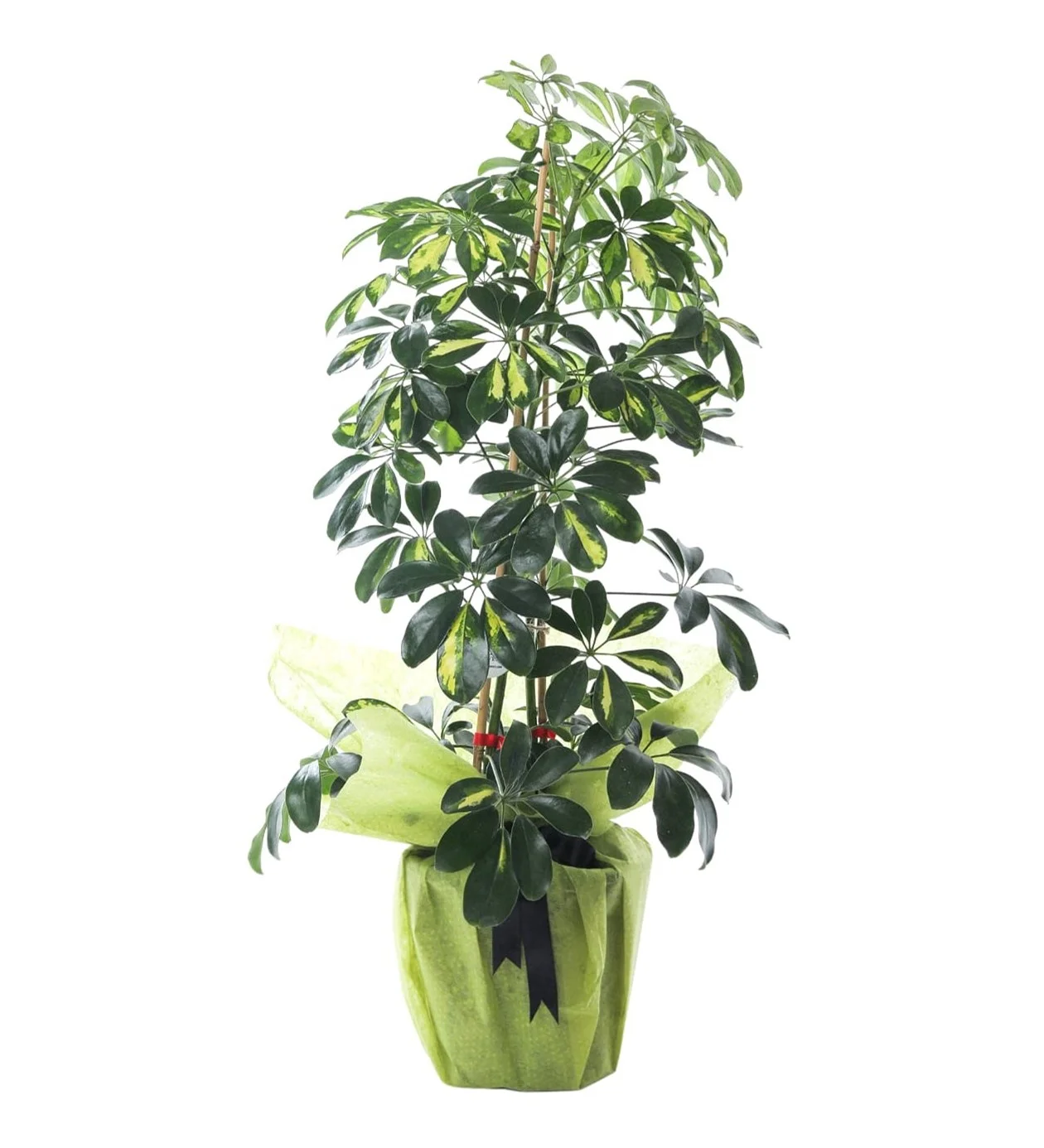 Schefflera (Şeflera) Bitkisi