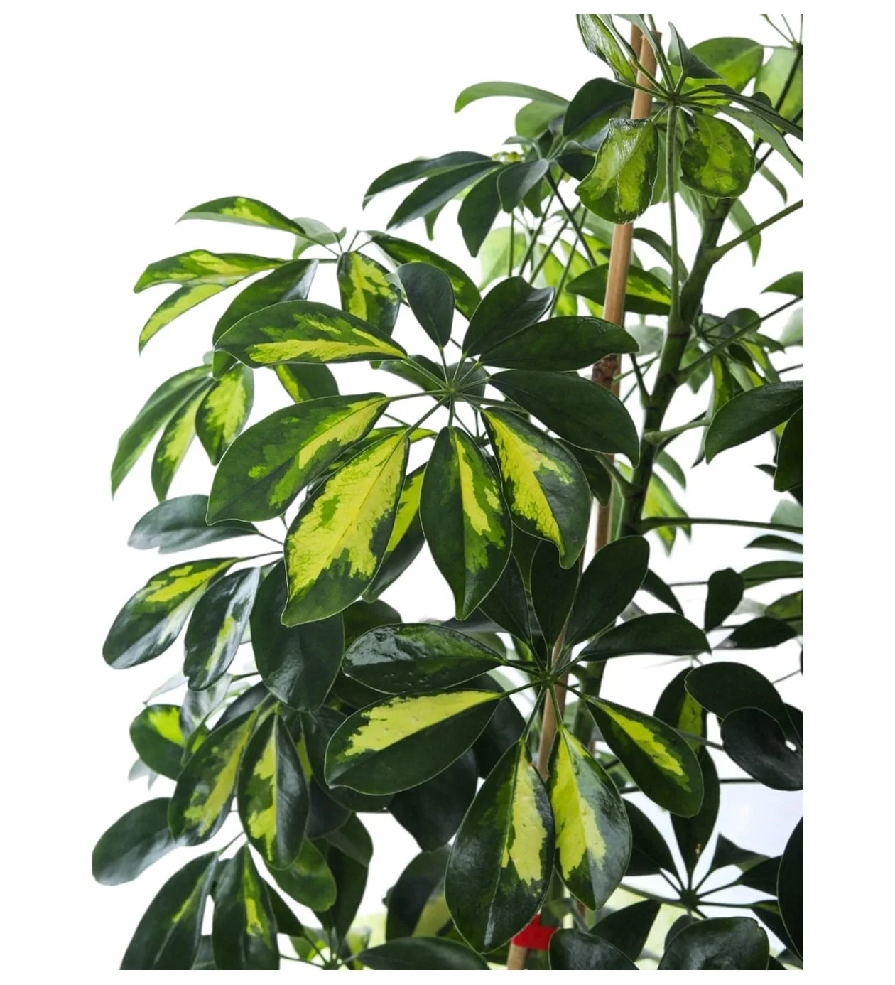 Schefflera (Şeflera) Bitkisi