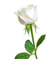 Beyaz Gül (Süslenmiş Tekli)