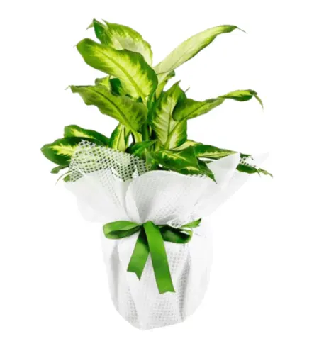 Tropic Dieffenbachia (Difenbahya) Saksı Çiçeği