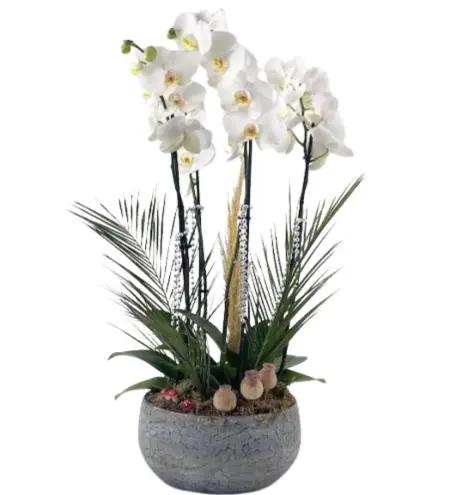 White Orchid Desing